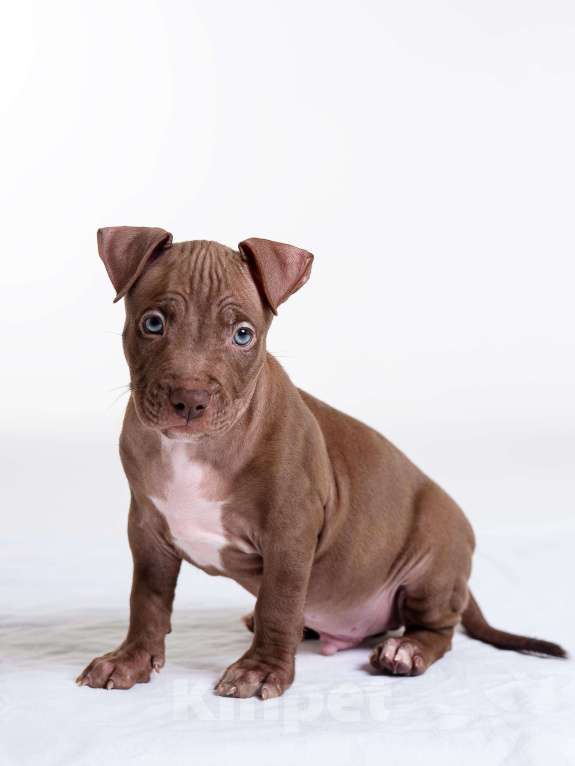 Собаки в Москве: Щенки американского питбуль терьера Мальчик, 70 000 руб. - фото 6