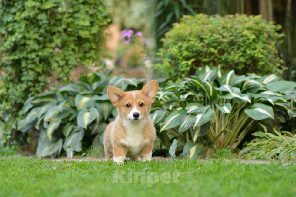 Собаки в Воронеже: Щенки Вельш Корги Пемброк Мальчик, 80 000 руб. - фото 3