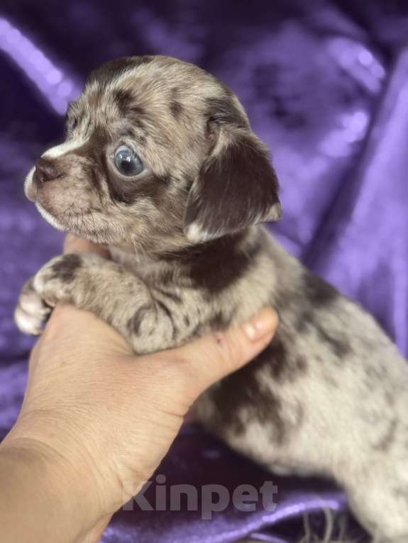 Собаки в Балашихе: Мальчик чихуахуа Мальчик, 30 000 руб. - фото 3