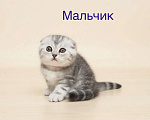 Кошки в Нижнем Новгороде: Шотландские котята Разнополые, 22 000 руб. - фото 3