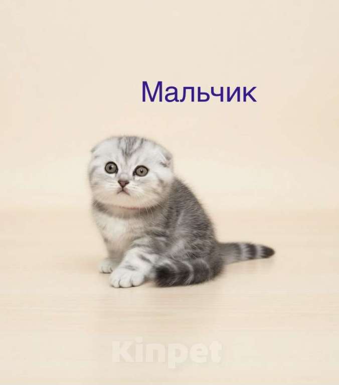 Кошки в Нижнем Новгороде: Шотландские котята Разнополые, 22 000 руб. - фото 3