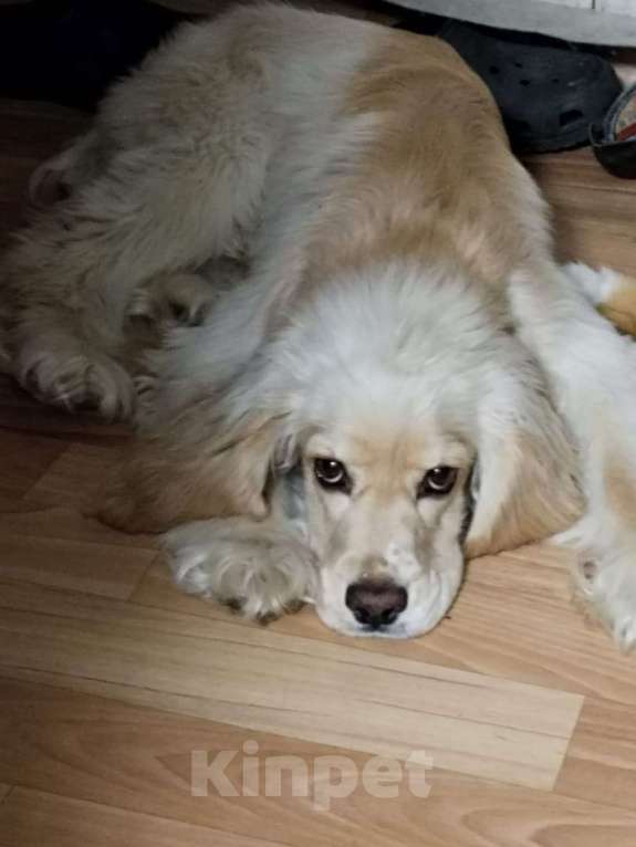 Собаки в Бердске: Продам Мальчик, 12 000 руб. - фото 2