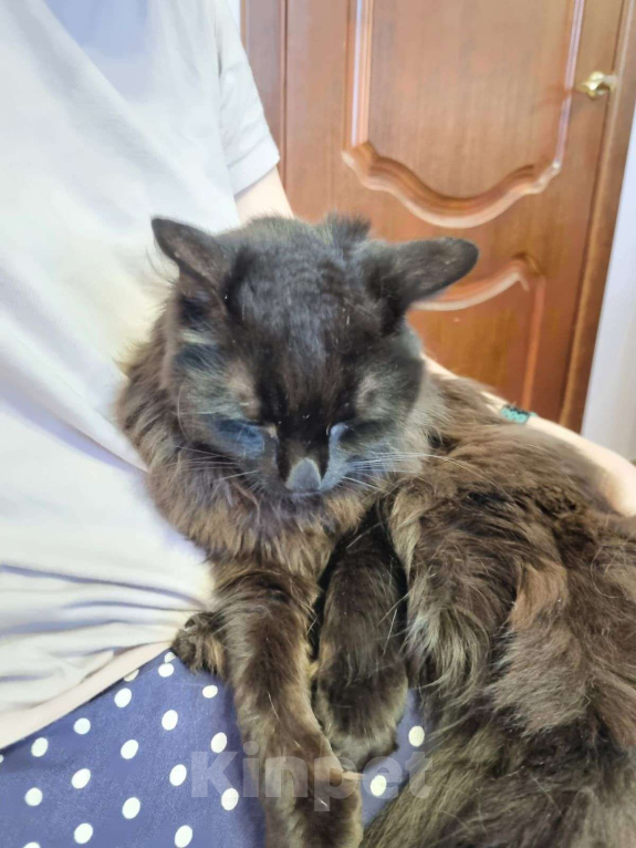 Кошки в Москве: Минька Мальчик, Бесплатно - фото 2