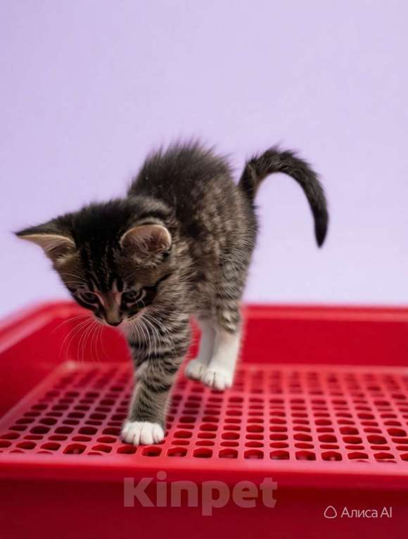 Кошки в Санкт-Петербурге: Котёнок котик. 6 недель. Растёт в домашних условиях Мальчик, Бесплатно - фото 2