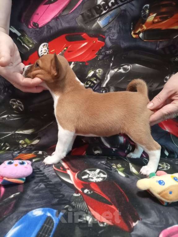 Собаки в Череповце: Щенки басенджи 15.01.2026 Девочка, 50 000 руб. - фото 5