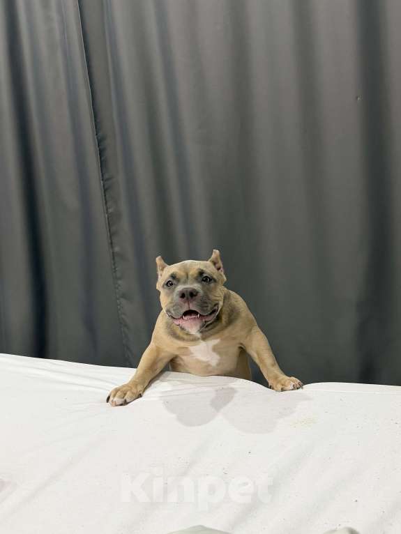 Собаки в Новосибирске: Щенок Американский булли Девочка, 65 000 руб. - фото 2