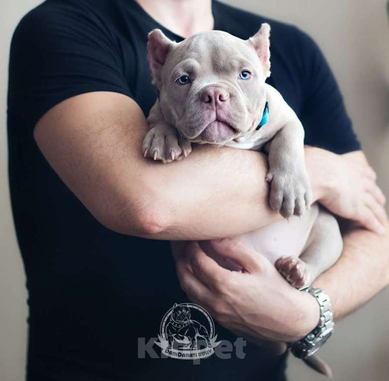 Собаки в Москве: Ам. Булли - Лиловый мальчик Булочка Мальчик, 130 000 руб. - фото 5