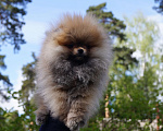 Собаки в Москве: Мини мальчик - померанец Мальчик, 35 000 руб. - фото 4