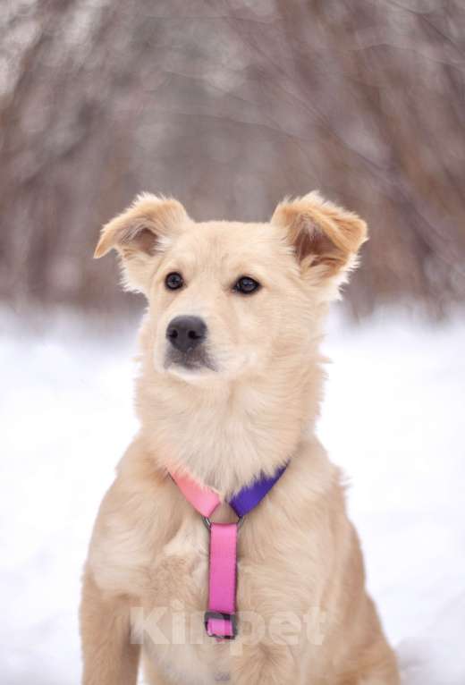 Собаки в Москве: Пушистая нежная Дори в добрые руки Девочка, Бесплатно - фото 4