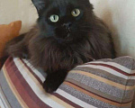 Кошки в Новохоперске: Котёнок мейн-кун, 7 000 руб. - фото 2