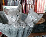 Кошки в Санкт-Петербурге: Русские голубые котята Мальчик, 40 000 руб. - фото 7