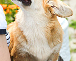 Собаки в Самаре: Девочка Эстель Руж Девочка, 50 000 руб. - фото 1