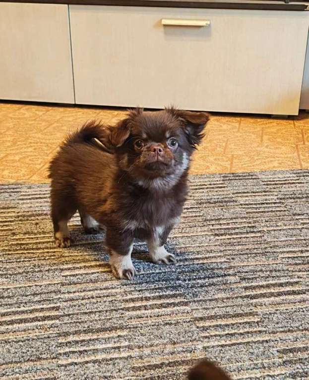 Собаки в Москве: Обоятельный малыш. Мальчик, 45 000 руб. - фото 2