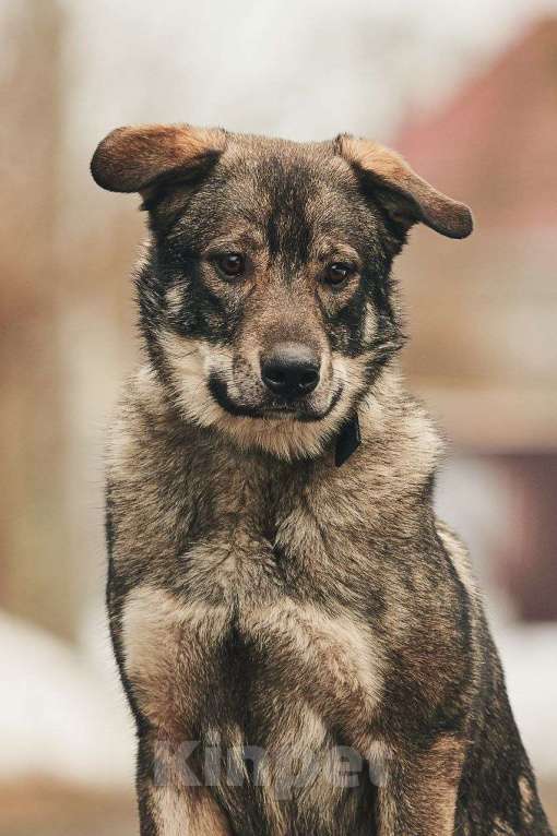 Собаки в Лосином-Петровском: Джед валентинка в добрые руки Мальчик, Бесплатно - фото 7