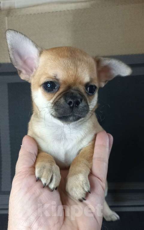 Собаки в Новосибирске: Чихуахуа рыжая Львичка. Девочка, 35 000 руб. - фото 5
