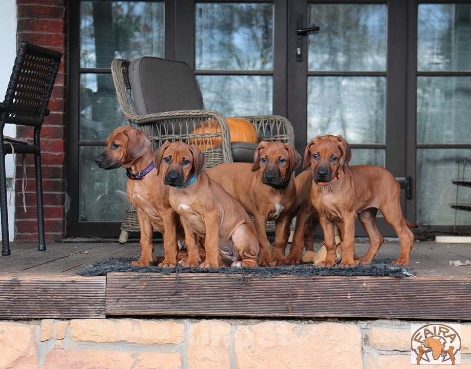 Собаки в Москве: Щенки родезийского риджбека Мальчик, 50 000 руб. - фото 1