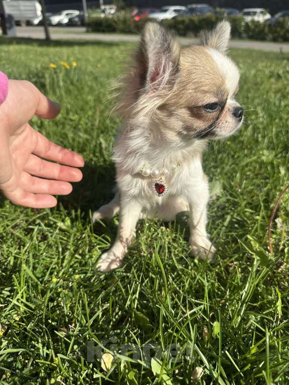 Собаки в Москве: Прекрасная породистая девочка  Девочка, 75 000 руб. - фото 2