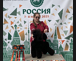 Собаки в Москве: Щенок пуделя миниатюрный черного окраса Мальчик, Бесплатно - фото 5