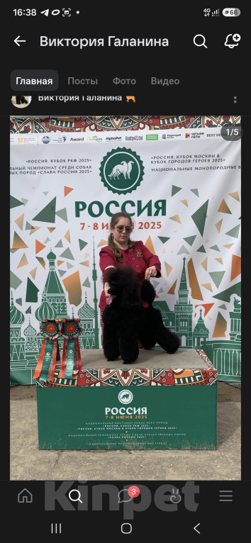 Собаки в Москве: Щенок пуделя миниатюрный черного окраса Мальчик, Бесплатно - фото 5