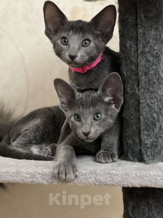 Кошки в Москве: Ориентальная малышка Бриджит Bridget Девочка, 60 000 руб. - фото 1