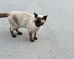 Кошки в Аксае: Найден Сиамский кот Аксай Мальчик, Бесплатно - фото 1