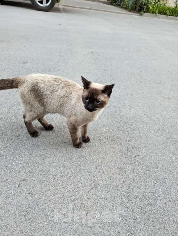 Кошки в Аксае: Найден Сиамский кот Аксай Мальчик, Бесплатно - фото 1