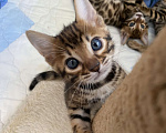 Кошки в других городах Московской области: Бенгальские котята Девочка, 40 000 руб. - фото 2