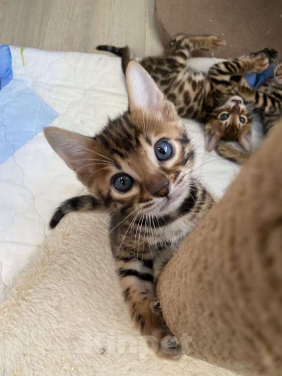 Кошки в других городах Московской области: Бенгальские котята Девочка, 40 000 руб. - фото 2