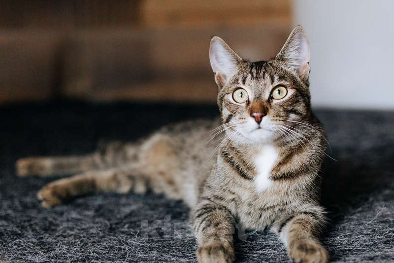 Кошки в Москве: Веселые непоседы Валли и Хлоя ищут семью Девочка, 1 руб. - фото 8