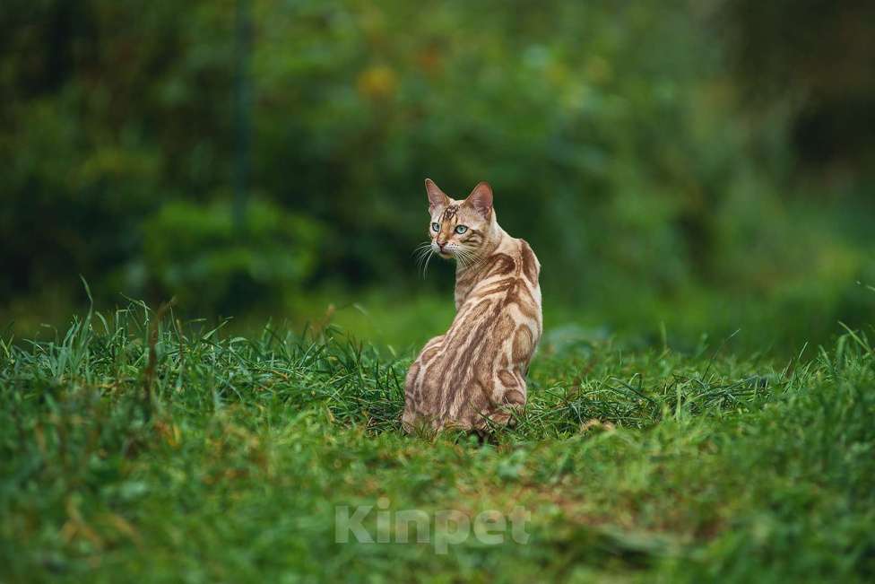 Кошки в Красном Севшем: Бенгальский подрощенный котенок Мальчик, Бесплатно - фото 1