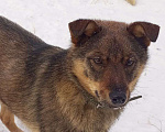 Собаки в Кемерово: Умный щенок в добрые руки Мальчик, 100 руб. - фото 2