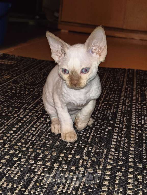 Кошки в Санкт-Петербурге: Котенок девон-рекс  Девочка, 30 000 руб. - фото 4