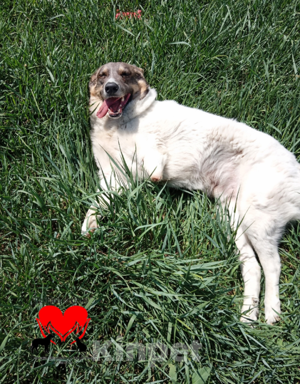 Собаки в Тамбове: Мелкий  Мальчик, Бесплатно - фото 2