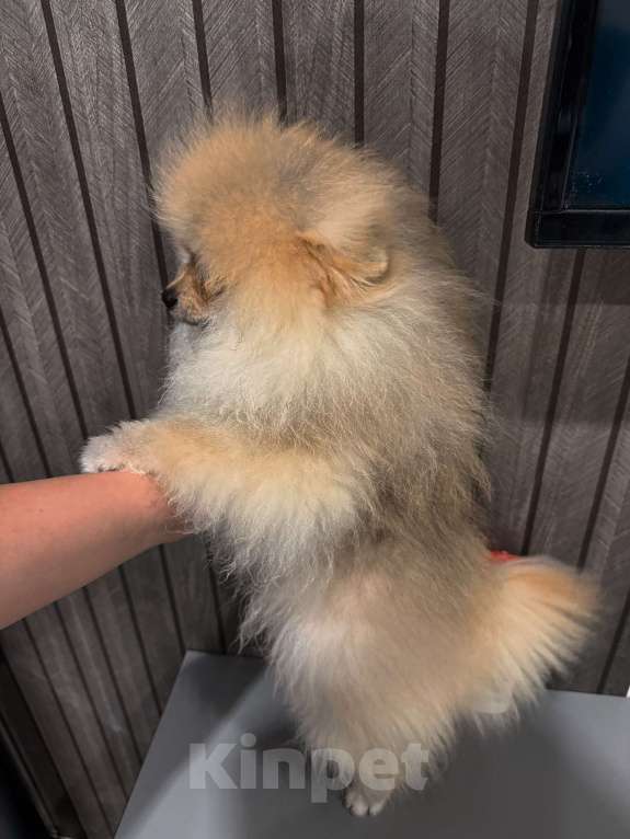 Собаки в Краснодаре: Щенок Мальчик, Бесплатно - фото 2