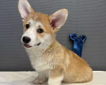 Собаки в Кургане: Щенок вельш корги пемброк, кобель Мальчик, 50 000 руб. - фото 1