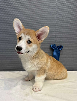 Щенок вельш корги пемброк, кобель