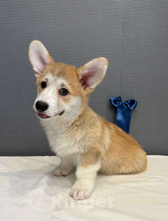 Собаки в Кургане: Щенок вельш корги пемброк, кобель Мальчик, 50 000 руб. - фото 1