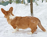 Собаки в Москве: Щенки вельш-корги кардиган Мальчик, Бесплатно - фото 2