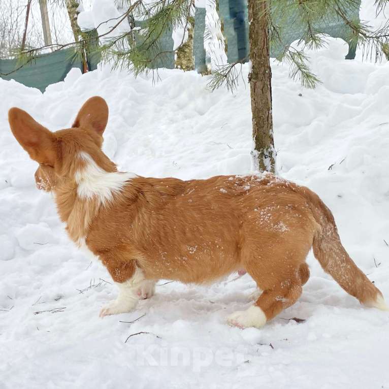 Собаки в Москве: Щенки вельш-корги кардиган Мальчик, Бесплатно - фото 2