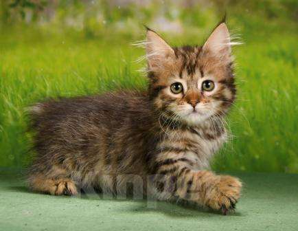 Кошки в Москве: эксклюзивные котята пиксибоба Девочка, 50 000 руб. - фото 4