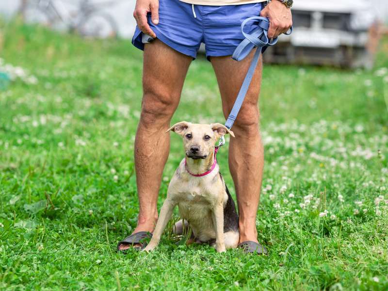 Собаки в Москве: Крошка Лаки — миниатюрное счастье в дар Мальчик, 1 руб. - фото 3