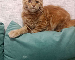 Кошки в Симферополе: Котята Мейн-кун Девочка, 20 000 руб. - фото 10