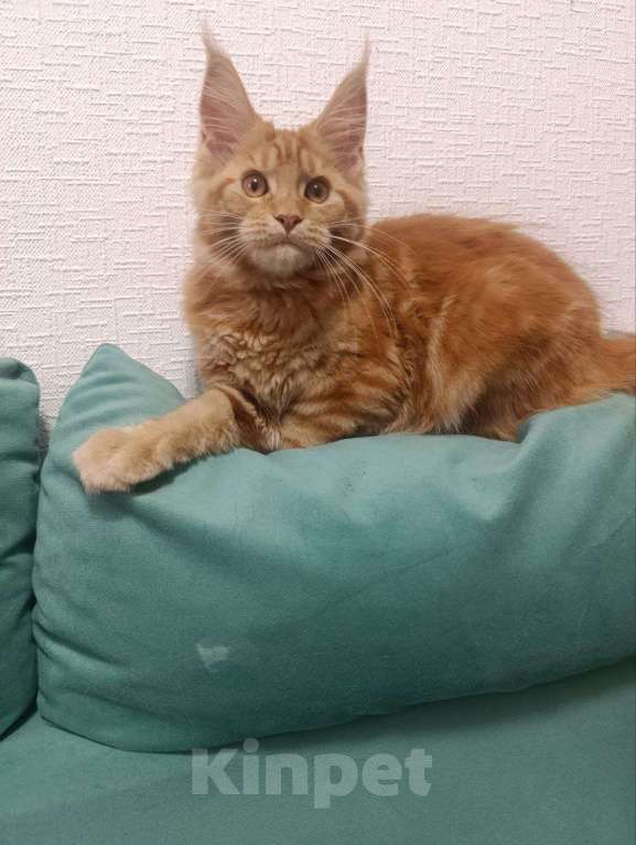 Кошки в Симферополе: Котята Мейн-кун Девочка, 20 000 руб. - фото 10