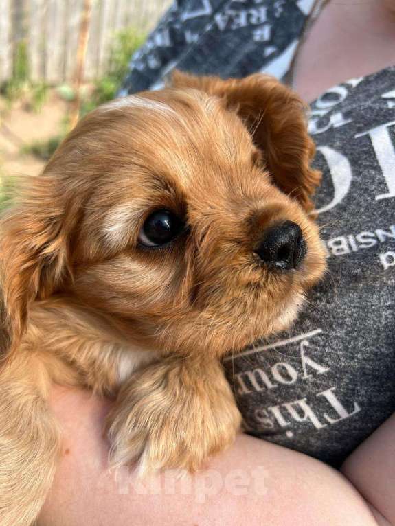 Собаки в Можге: Щенки Кавалер кинг чарльз спаниель  Девочка, 65 000 руб. - фото 2