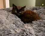 Кошки в Москве: Котенок девочка ищет семью Девочка, Бесплатно - фото 2