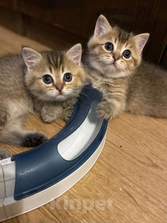 Кошки в Москве: Два брата Мальчик, 30 000 руб. - фото 3