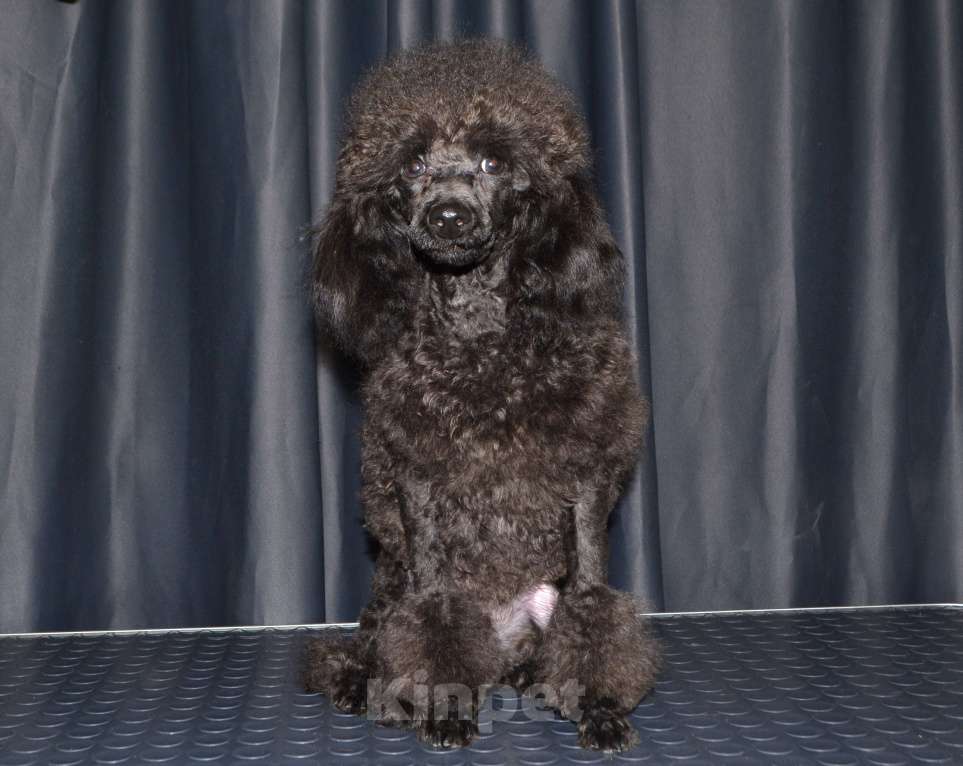 Собаки в Глазове: Ололош и Овечкин, той пудель СКОР Мальчик, 20 000 руб. - фото 5