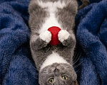 Кошки в Москве: Русский голубой котёнок Фёдор в добрые руки Мальчик, Бесплатно - фото 2