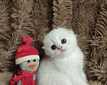 Кошки в Москве: Шотландский вислоухий котик ( скотишь фолд) ждёт людей ценящих эту роскошную породу Мальчик, Бесплатно - фото 5