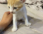 Кошки в Волжском: Сфинкс браш Мальчик, Бесплатно - фото 1